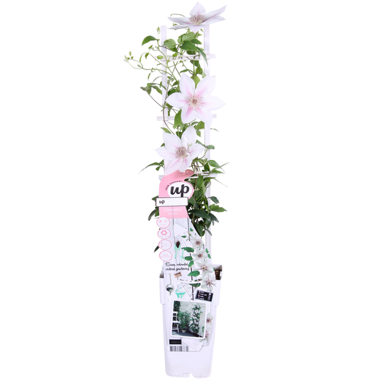 Weiße Waldrebe 'Corinne' – Clematis Evison Ø15cm, 65cm