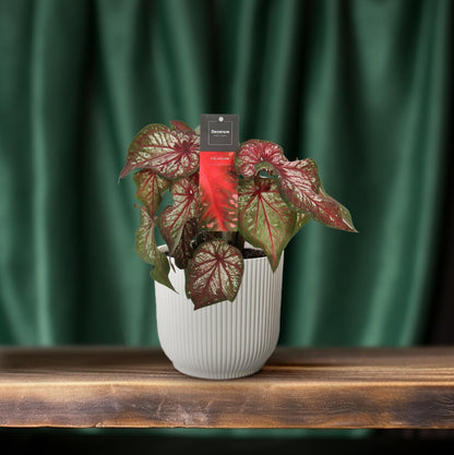 Caladium Bicolor – Engel Wings Zimmerpflanze Ø12cm