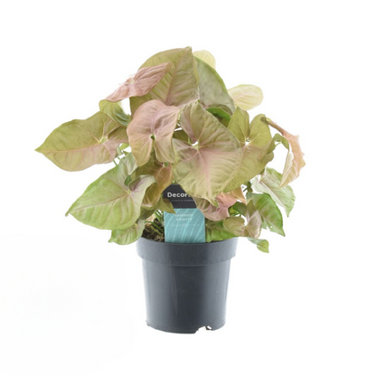 Syngonium Red Heart Feel Green – Pflegeleichte Zimmerpflanze Ø14cm