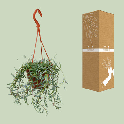 Senecio Hallianus – Pflegeleichte Sukkulente Ø12cm