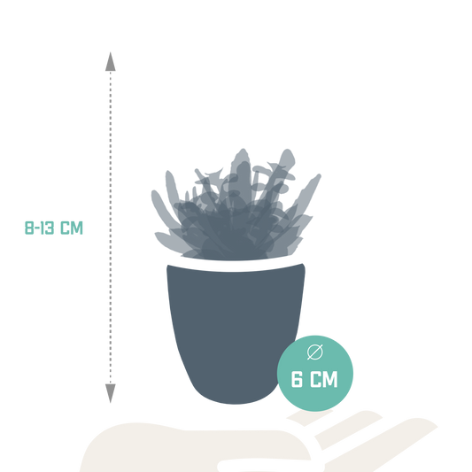 Vetplanten-Sukkulenten-Mischung im weißen Topf 5x 5,5 cm