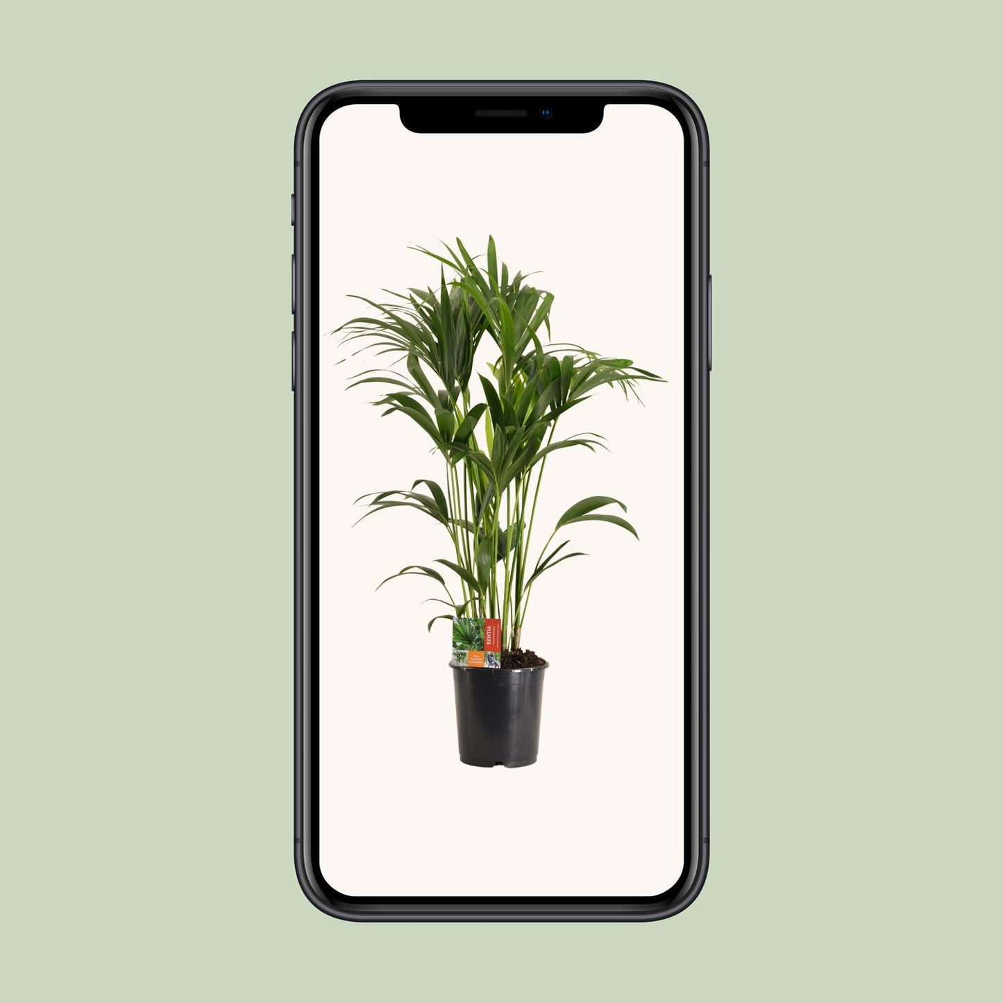 Kentia Palme – Ø24cm, 120cm – Pflegeleichte Zimmerpflanze