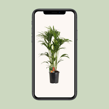 Kentia Palme – Ø24cm, 120cm – Pflegeleichte Zimmerpflanze