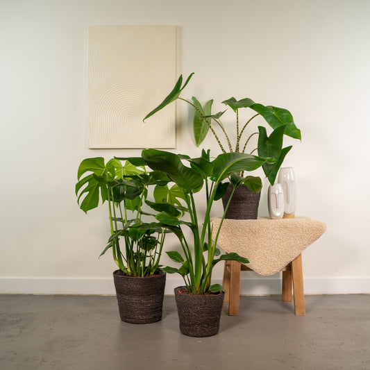 Tropen-Trio: Monstera, Alocasia & Strelitzia Set