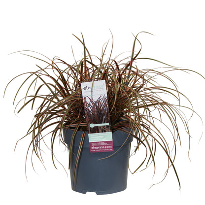 Uncinia rubra Everflame – Rotes Ziergras Ø19cm