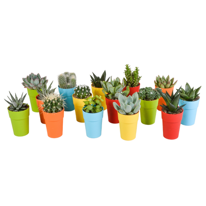 Bunte Kakteen- und Sukkulenten-Mischung 15er Set 5,5 cm