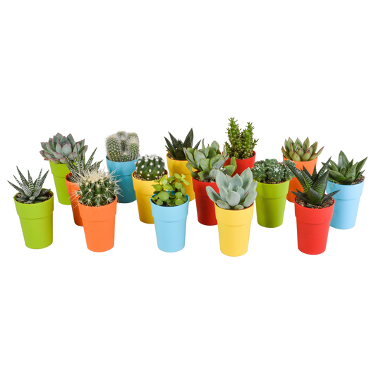 Bunte Kakteen- und Sukkulenten-Mischung 15er Set 5,5 cm