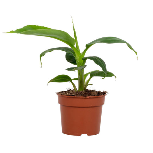 Musa Tropicana – Pflegeleichte Bananenpflanze Ø9cm