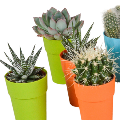 Bunte Kakteen- und Sukkulenten-Mischung 15er Set 5,5 cm