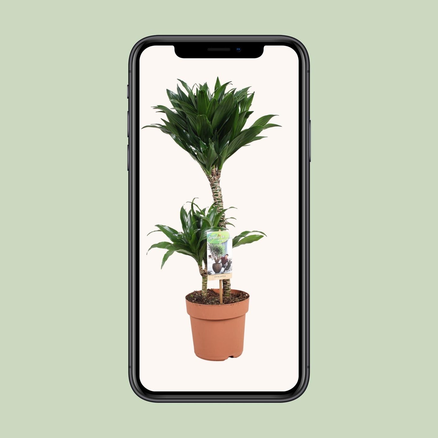 Dracaena Compacta – Kompakte & pflegeleichte Zimmerpflanze Ø17cm