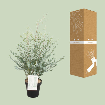 Eucalyptus Gunni – Pflegeleichter Zierbaum Ø23cm, 75cm hoch
