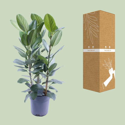 Ficus Audrey – Pflegeleichte luftreinigende Zimmerpflanze Ø27cm