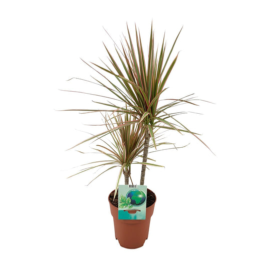 Dracaena Marginata Bicolor – Pflegeleichter Drachenbaum Ø19cm