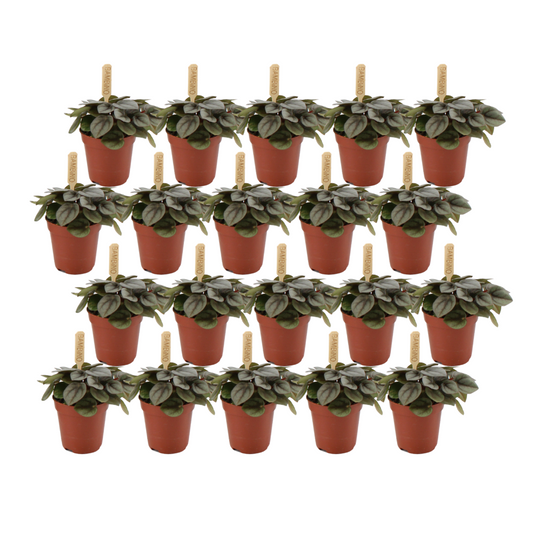 Peperomia Milano – 20er Set, pflegeleichte Zimmerpflanze