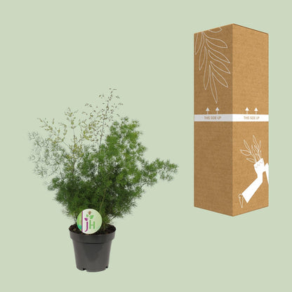 Asparagus Myriocladus – Pflegeleichter Spargel Farn Ø12cm