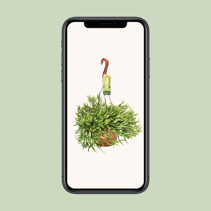 Rhipsalis Ewaldiana – Pflegeleichte Hängepflanze Ø17 cm