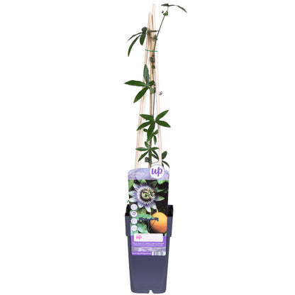 Passiflora caerulea – Winterharte Kletterpflanze Ø15cm