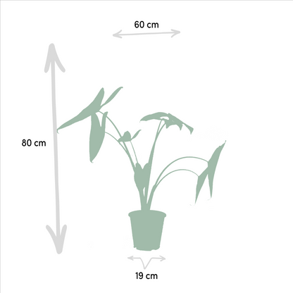Tropen-Set: Monstera, Alocasia, Strelitzie & Musa (75-85 cm)