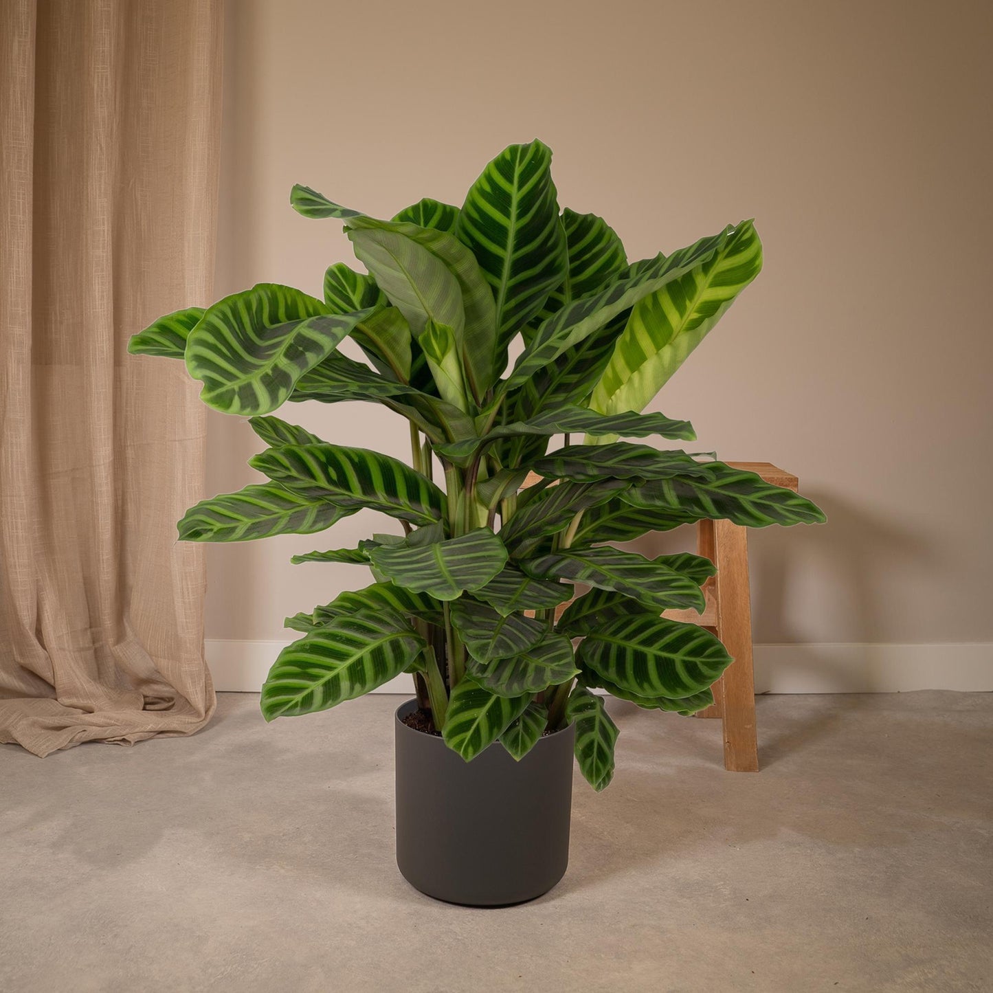 Pfauenpflanze Zebrina – Tropische Zimmerpflanze Ø19cm