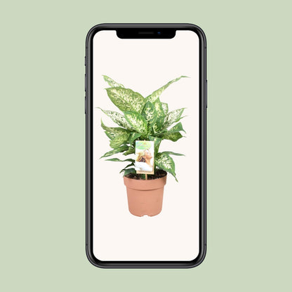 Dieffenbachia Compacta – Pflegeleichte Zimmerpflanze Ø17cm