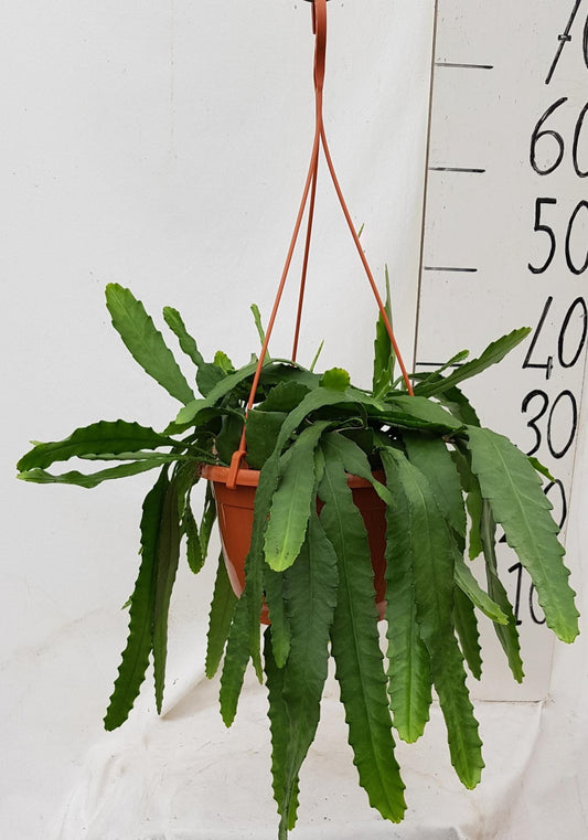Lepismium Houletianum – Pflegeleichte Trendpflanze Ø20cm