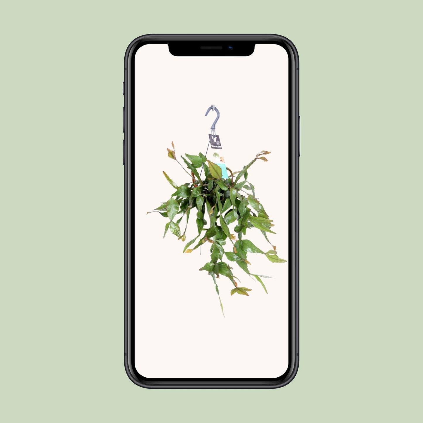Rhipsalis Elliptica – Pflegeleichte Hängepflanze Ø17cm