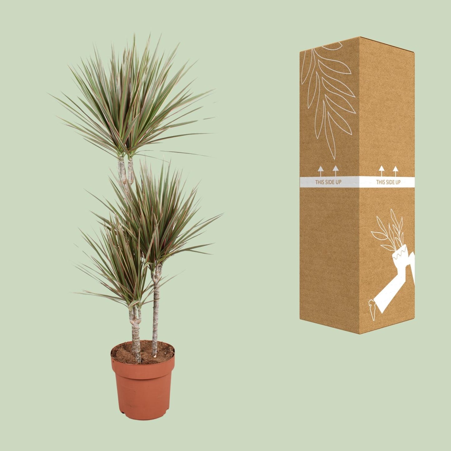 Dracaena Bicolor – Pflegeleichter Drachenbaum Ø21cm, 120cm hoch