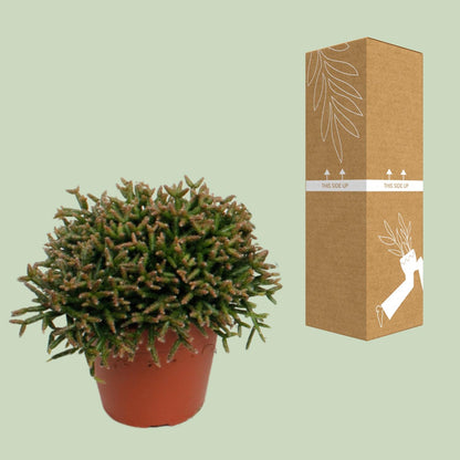 Rhipsalis Burchellii – pflegeleichte Sukkulente Ø12cm