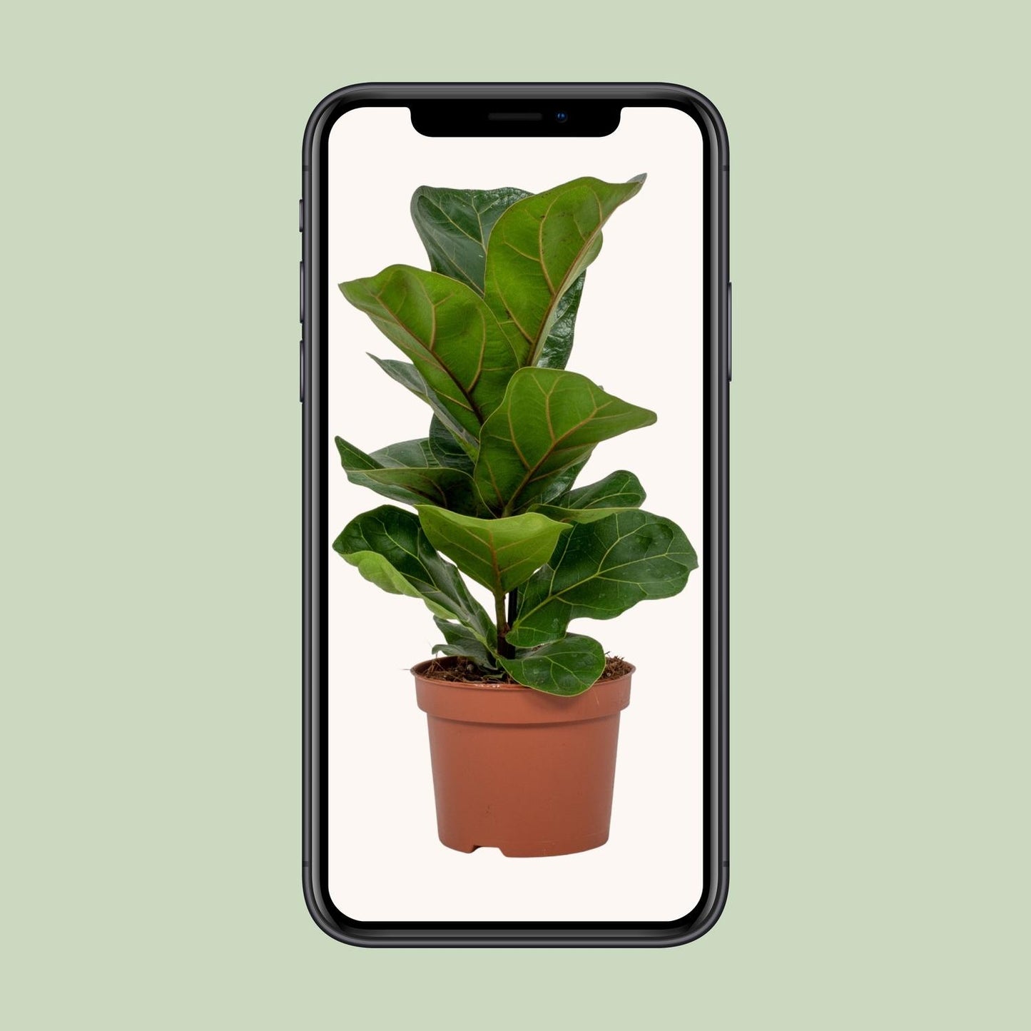 Ficus Lyrata – Pflegeleichte & Luftreinigende Zimmerpflanze Ø12cm
