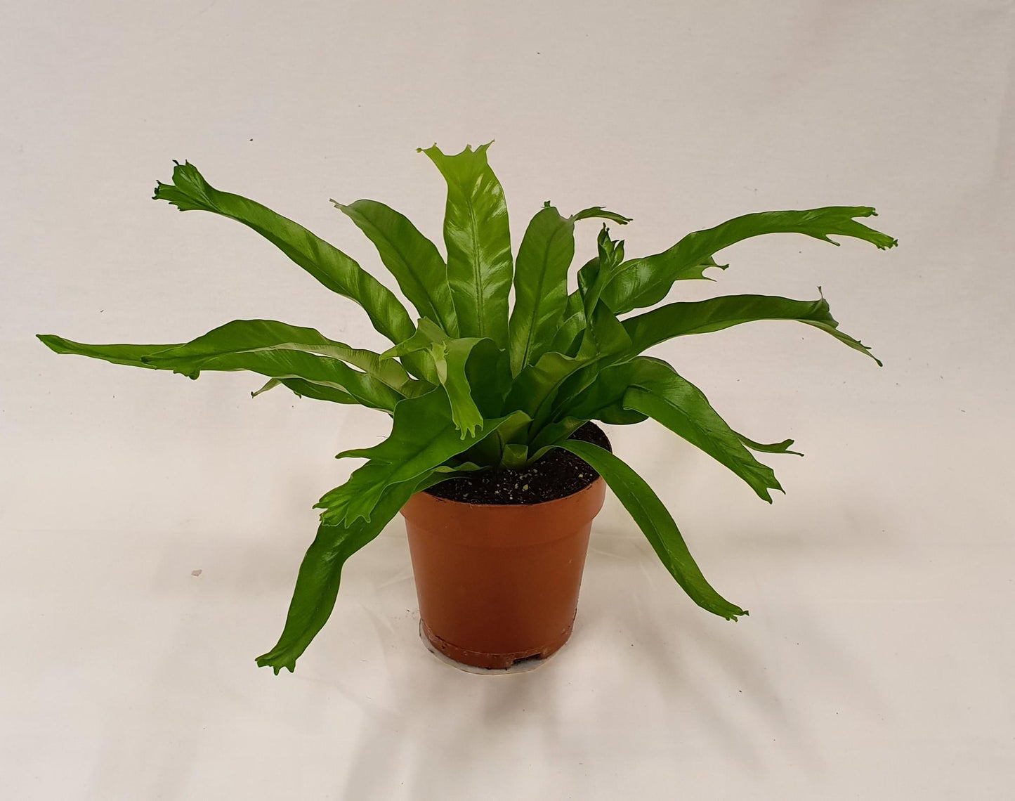 Asplenium Crissie – Pflegeleichter Farn Ø12cm