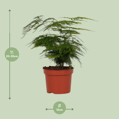 Asparagus Setaceus 'Plumosus' – Zarte pflegeleichte Zimmerpflanze Ø12cm