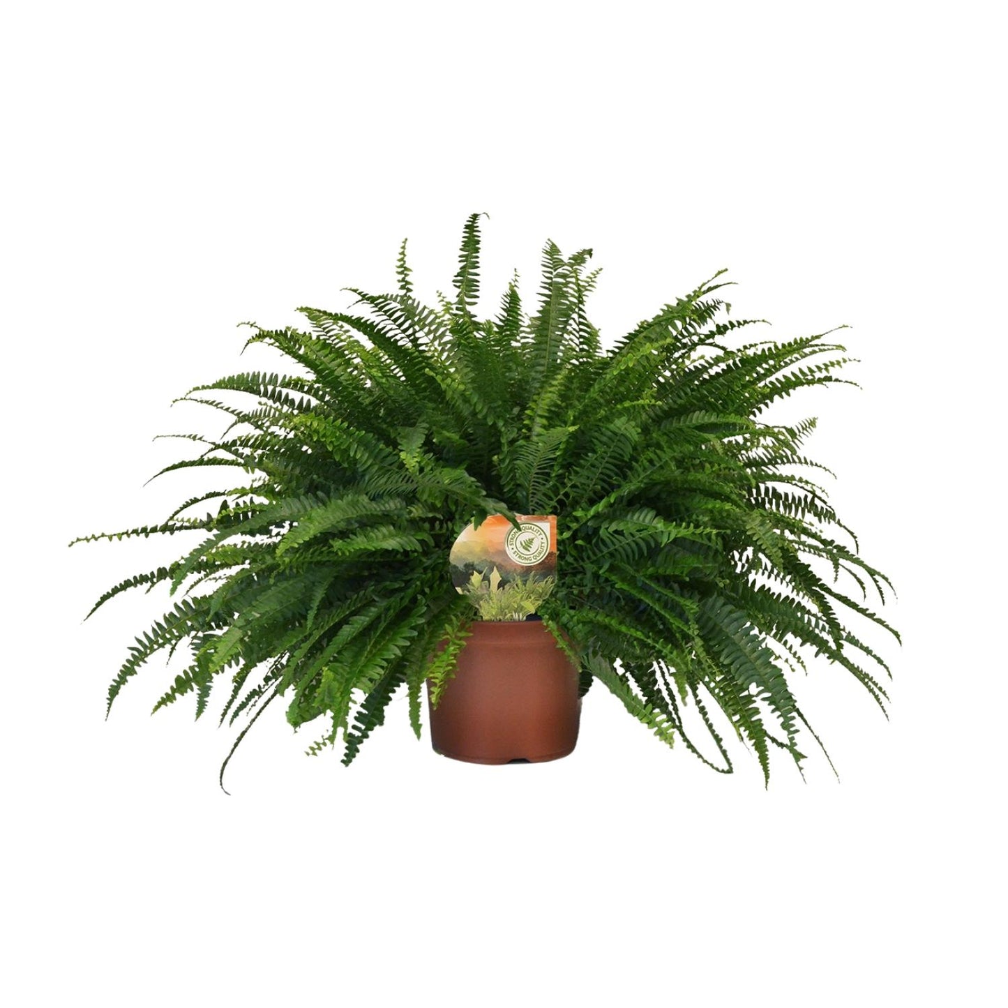 Grünlilie 'Green Lady' – pflegeleichte Zimmerpflanze 60cm