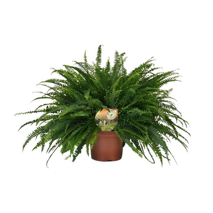Grünlilie 'Green Lady' – pflegeleichte Zimmerpflanze 60cm
