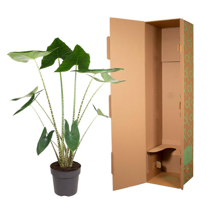 Alocasia Zebrina – Trendige, pflegeleichte Zimmerpflanze 130 cm