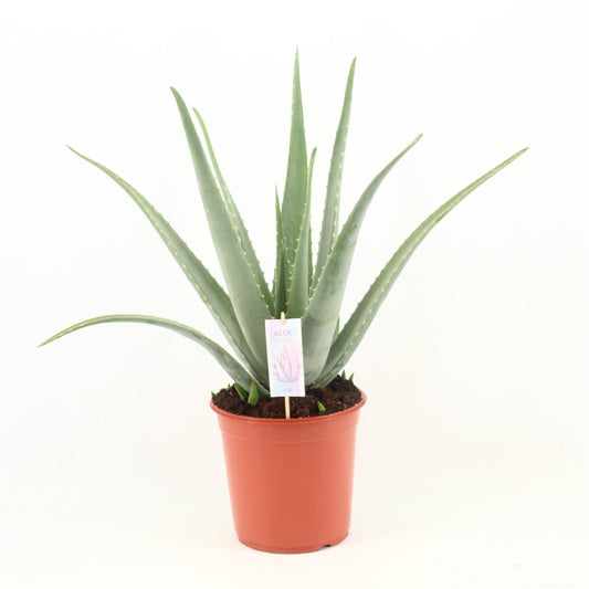 Aloe Vera Ø24cm – Pflegeleichte & robuste Sukkulente