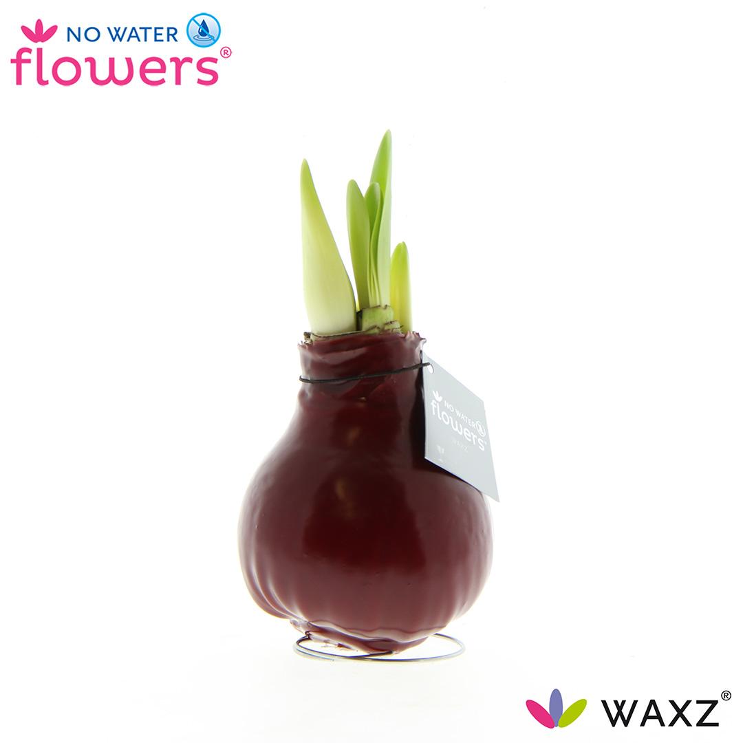 No Water Flowers Waxz® Bordeaux – Pflegeleichte Wachsblume Ø15cm