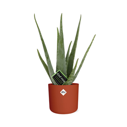 Aloe Vera 12cm im ELHO b.for soft rond 14cm Brique