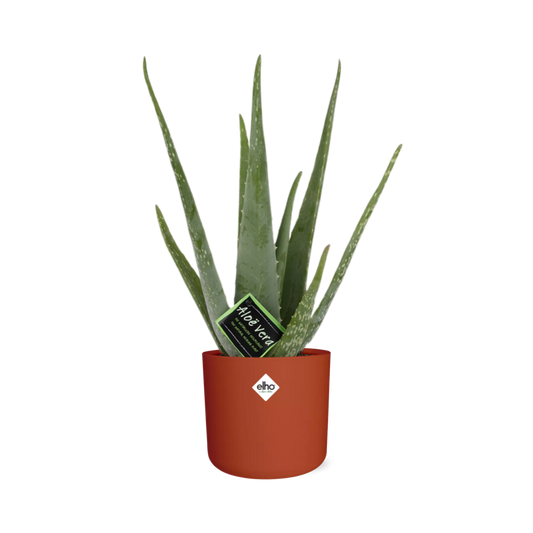 Aloe Vera 12cm im ELHO b.for soft rond 14cm Brique