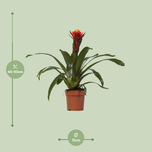 Guzmania Happiness – Tropische, pflegeleichte Zimmerpflanze Ø12 cm
