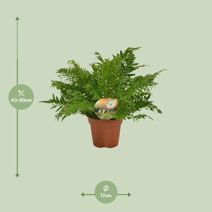 Blechnum Silver Lady – Eleganter pflegeleichter Zimmerfarn Ø17cm