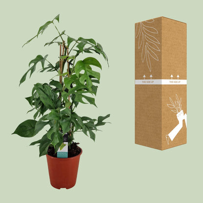 Philodendron Minima Pyramide – Pflegeleichte Zimmerpflanze Ø19 cm