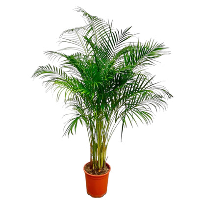 Dypsis Lutescens – Areca-Palme, 180 cm, ø27 cm