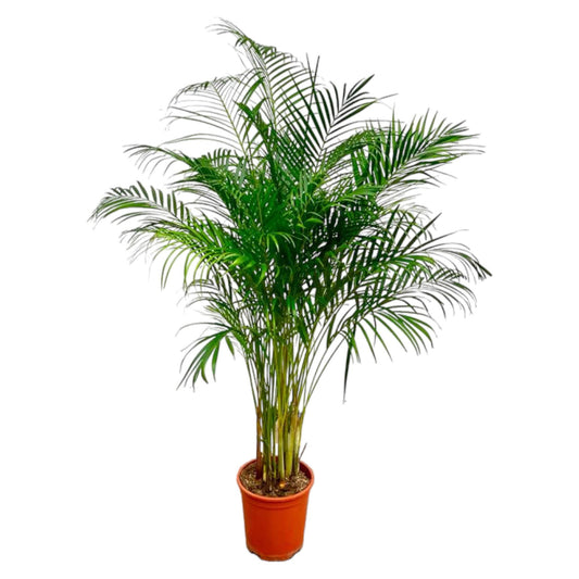 Dypsis Lutescens – Areca-Palme, 180 cm, ø27 cm