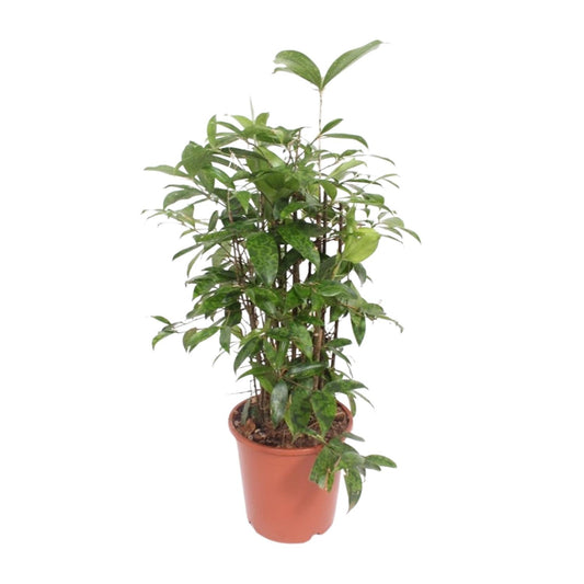 Dracaena Surculosa – Pflegeleichter Drachenbaum Ø21cm