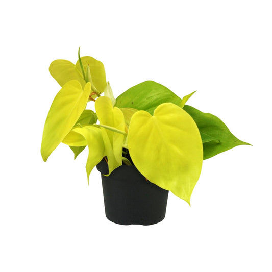 Philodendron Lime – Pflegeleichte Zimmerpflanze mit leuchtendem Grün