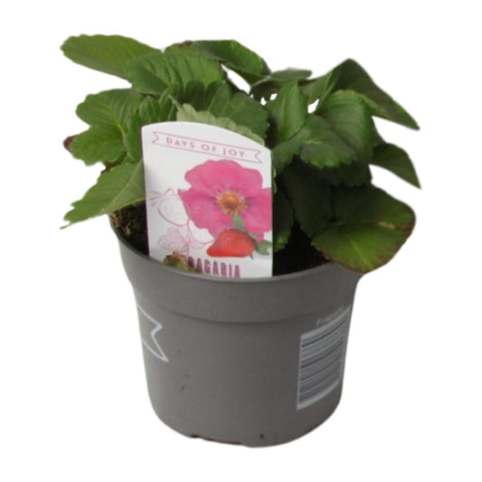 Fragaria Summer Breeze – Winterharte Erdbeere Ø10,5 cm