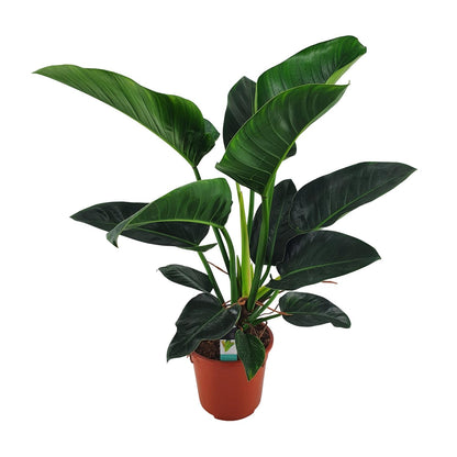 Philodendron Congo Millions – Große pflegeleichte Zimmerpflanze Ø27cm