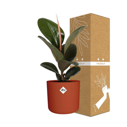 Ficus Elastica ‘Robusta’ – pflegeleichte Zimmerpflanze im ELHO Topf
