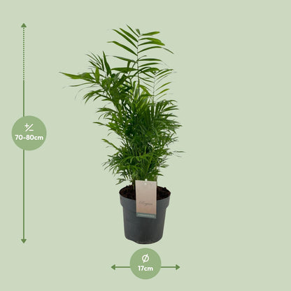 Chamaedorea Elegans – Pflegeleichte Zwergpalme Ø17cm, 50cm hoch