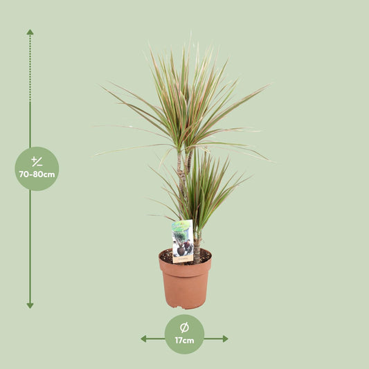 Dracaena Bicolor – Pflegeleichte Zimmerpflanze Ø17cm, 80cm hoch